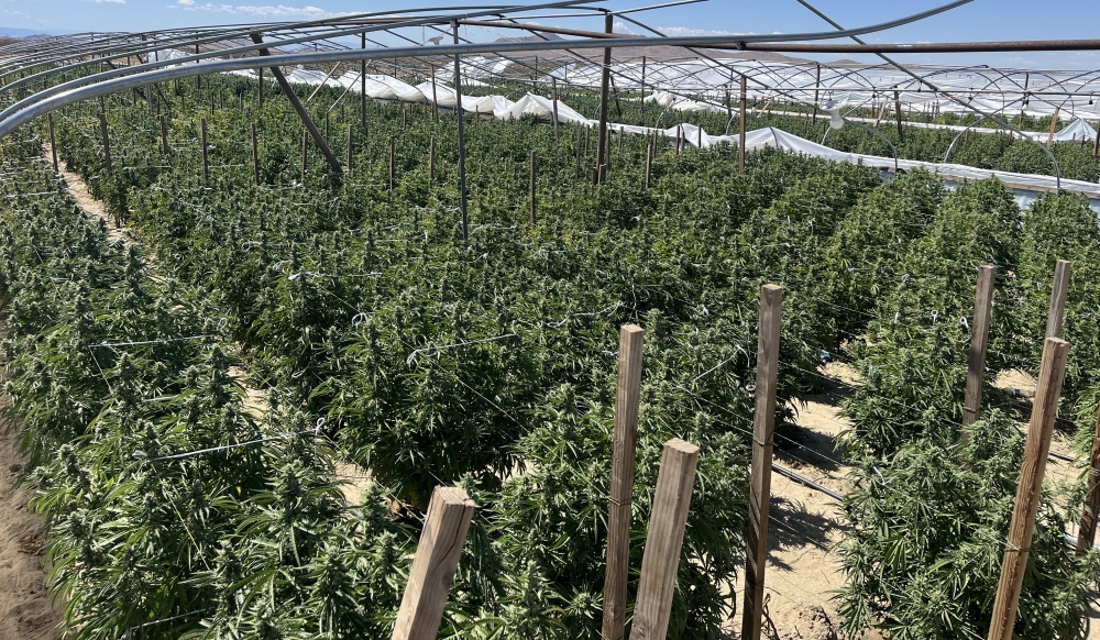 Illicit cannabis plants found during a UCETF operation in unincorporated Los Angeles County in May